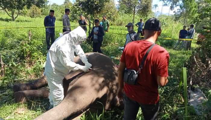 Gajah Terkapar Mati di Aceh Tengah