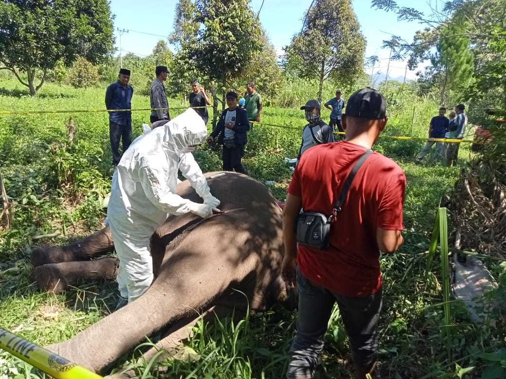 Pelaksanaan bedah bangkai gajah sumatra yang mati di Aceh Tengah. | Sumber: TPFF Aceh