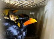 198 Burung Ilegal Nyaris Diselundupkan ke Pulau Jawa