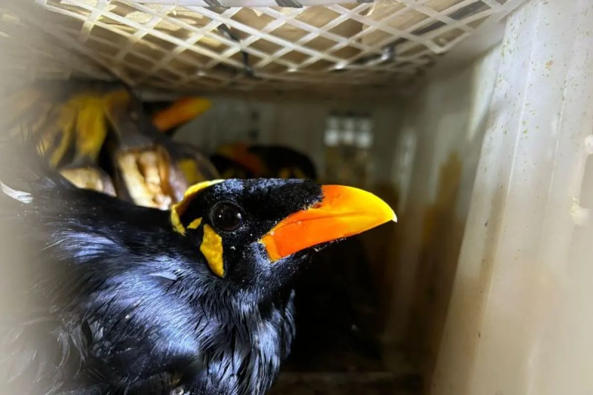 Burung beo, salah satu barang bukti penyelundupan burung di Pelabuhan Bakauheni, Lampung. | Sumber: Antara/HO-Karantina Bakauheni