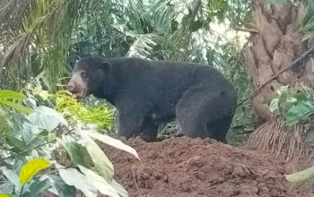 Seekor beruang madu terkena jerat di HP Air Dikit. | Sumber: BKSDA Bengkulu