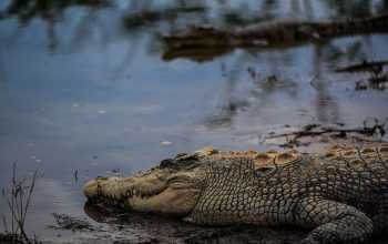 Ilustrasi buaya muara (Crocodylus porosus) juga dikenal dengan sebutan buaya bekatak. | Foto: Nopri Ismi/Mongabay Indonesia