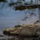 Ilustrasi buaya muara (Crocodylus porosus) juga dikenal dengan sebutan buaya bekatak. | Foto: Nopri Ismi/Mongabay Indonesia