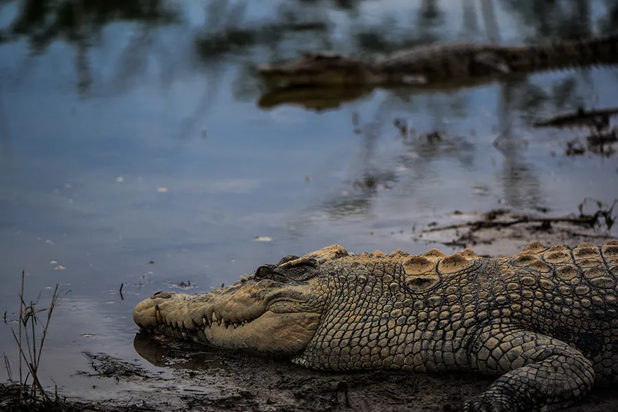 Ilustrasi buaya muara (Crocodylus porosus) juga dikenal dengan sebutan buaya bekatak. | Foto: Nopri Ismi/Mongabay Indonesia