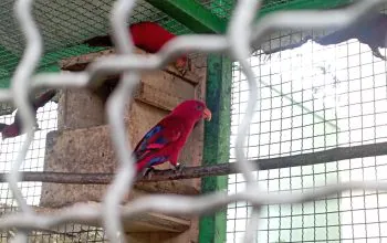 Dua nuri maluku (Eos bornea) di PKS Ambon, Maluku yang baru saja menjalani proses translokasi dari PPS Tasikoki, Sulawesi Utara, Jumat (21/6/2024). | Foto: Bayu Nanda/Garda Animalia