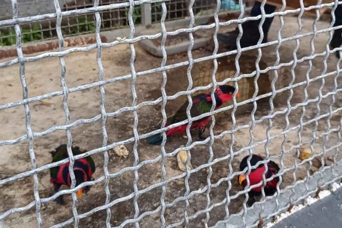 Tiga ekor nuri kepala-hitam atau kasturi kepala-hitam (Lorius lory) yang diamankan oleh Resort Dobo BKSDA Maluku dari atas kapal penumpang KM Tatamailau. | Foto: Winda Herman/Antara