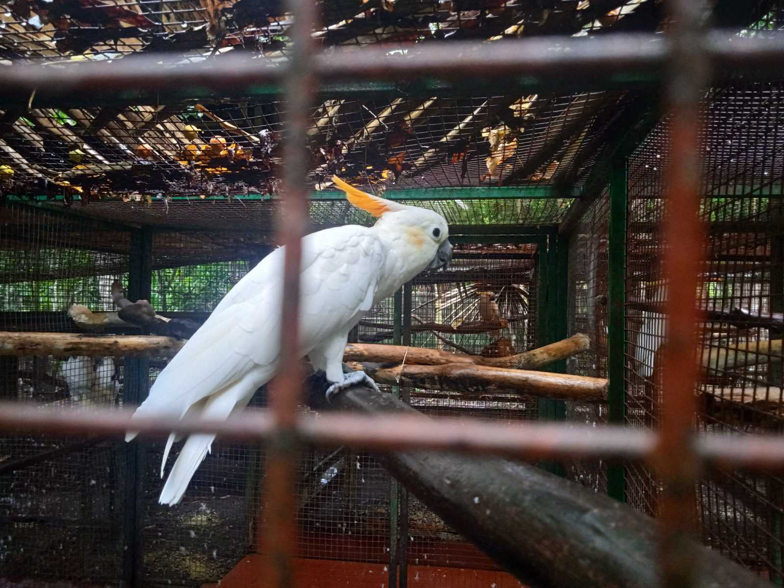 Burung paruh bengkok. | Foto: Tim Kolaborasi/Garda Animalia