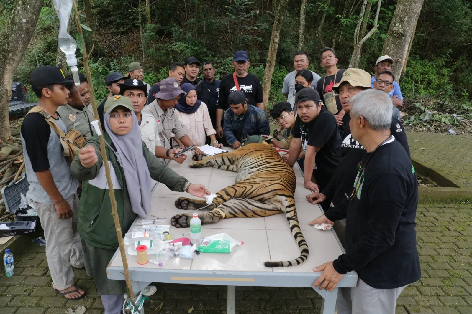 Pemeriksaan kesehatan harimau sebelum dilepasliarkan di Barumun Sanctuary, Sumatra Utara. | Foto: Regina Safri