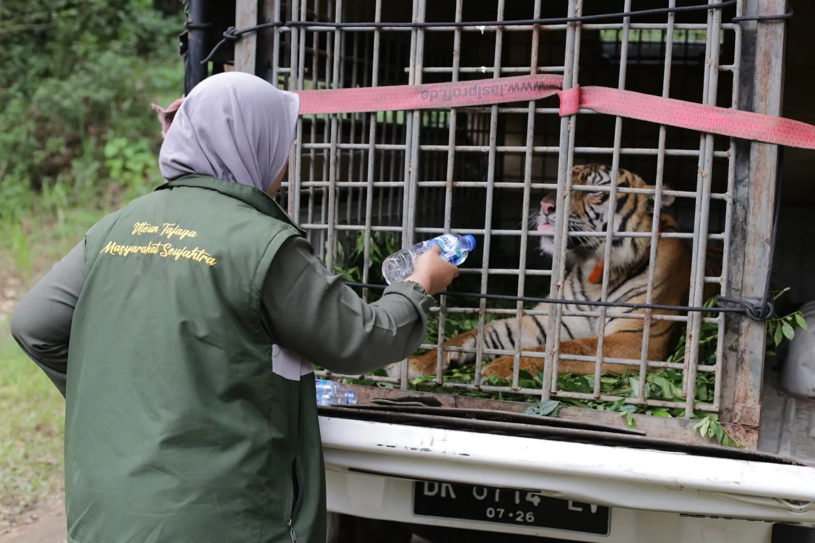 Dokter Rosa memberikan air minum kepada harimau yang akan dilepasliarkan di Kantor Gakkum Sumatra Utara. | Foto: Regina Safri