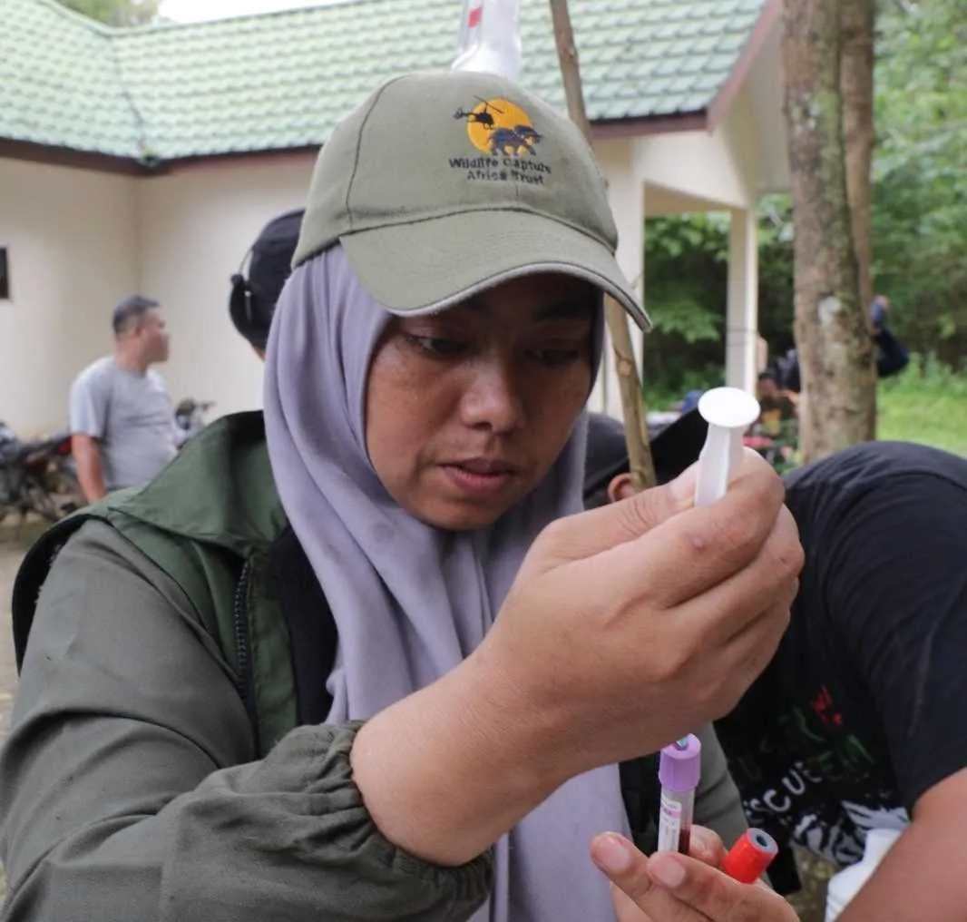 Dokter Rosa saat mempersiapkan alat pemeriksaan kesehatan kepada harimau di Barumun Sanctuary, Sumut. | Foto: Regina Safri