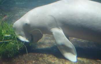 Ilustrasi Dugong dugon, salah satu mamalia laut yang juga dikenal dengan nama duyung. | Foto: Lord Mountbatten/Wikimedia Commons