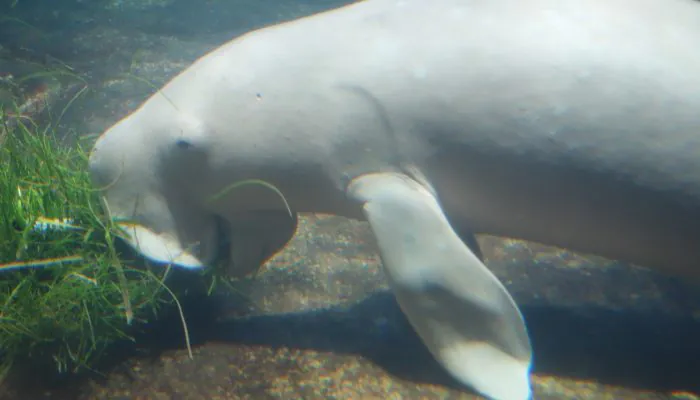 Mengulik Penyebab Dugong Mati Terdampar