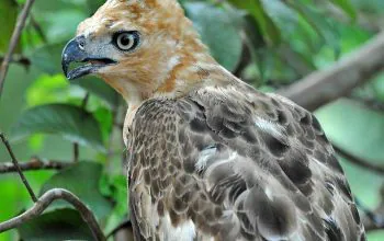 Elang jawa (Nisaetus bartelsi), salah satu spesies dilindungi yang dilepasliarkan di Pegunungan Sanggabuana pada Selasa (25/6/2024). | Foto: Sanggabuana Conservation Foundation