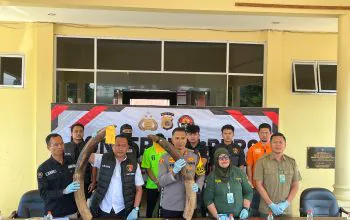 Sepasang gading gajah sumatra yang ditunjukkan pihak kepolisian saat konferensi pers, Selasa (25/6/2024). | Foto: Polres Gayo Lues