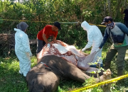 Nekropsi seekor gajah sumatera yang diduga mati akibat terkena pagar listrik. | Foto: TPFF Aceh