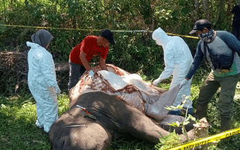 Nekropsi seekor gajah sumatera yang diduga mati akibat terkena pagar listrik. | Foto: TPFF Aceh