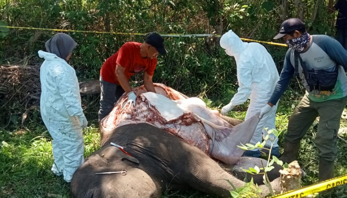 Cara Dokter Hewan Melacak Keadilan dari Bangkai Satwa Liar