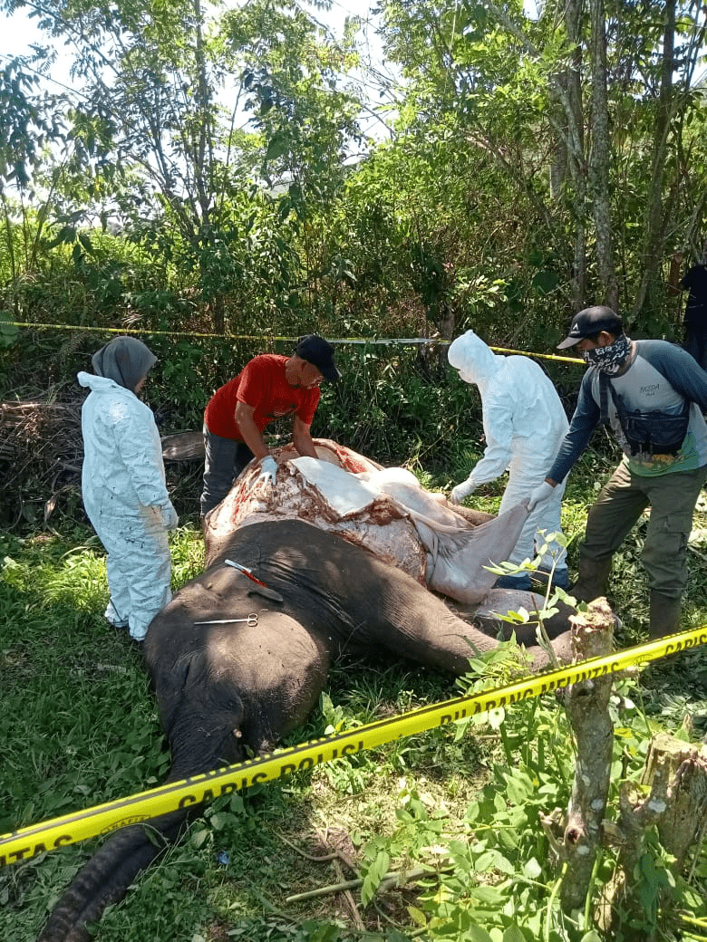 Nekropsi seekor gajah sumatera yang diduga mati akibat terkena pagar listrik. | Foto: TPFF Aceh