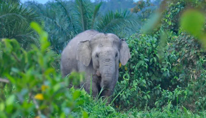 BKSDA Dikritik atas Konflik Gajah di Aceh Selatan