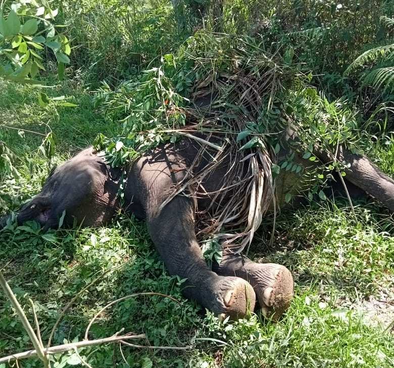 Gajah sumatra terkapar mati diduga karena terkena sengatan listrik. | Sumber: TPFF Aceh