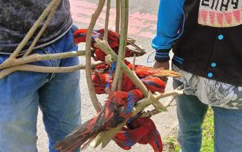 Delapan ekor nuri tanimbar diperjualbelikan di tepi jalan. | Foto: Dok. BKSDA Maluku