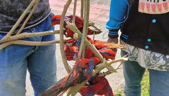 Warga Kepergok Jual Nuri Tanimbar di Jalan Raya