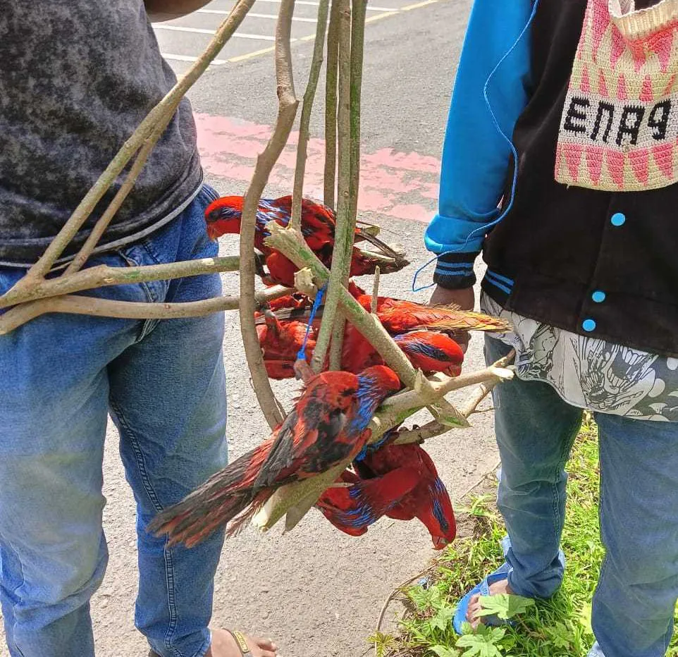 Delapan ekor nuri tanimbar diperjualbelikan di tepi jalan. | Foto: Dok. BKSDA Maluku