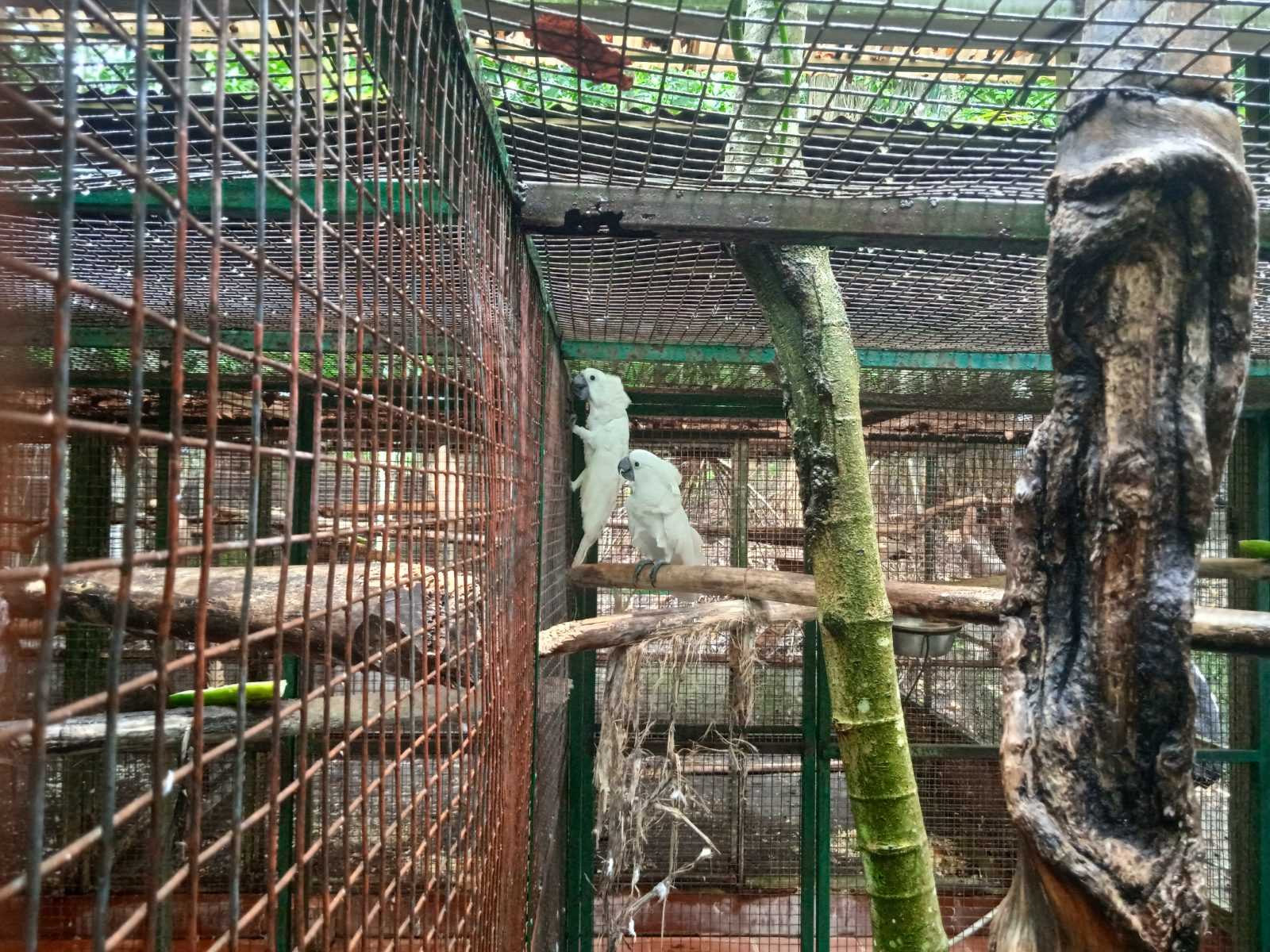 Burung kakatua hasil sitaan di Pusat Penyelamatan SatwaTasikoki, Sulawesi Utara. | Foto: Tim Kolaborasi/Garda Animalia