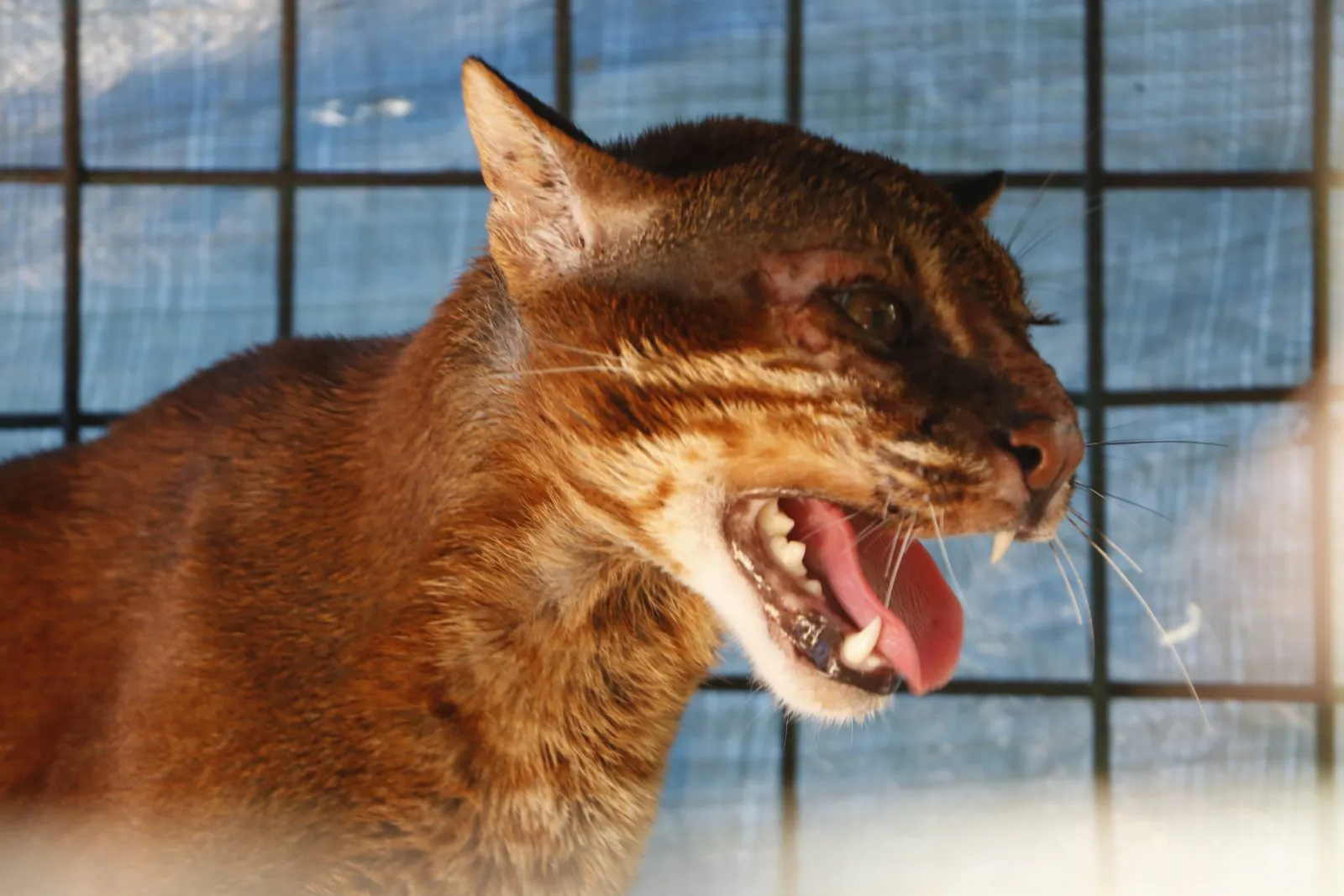 Kucing emas (Catopuma temminckii) didalam kandang setelah mendapatkan perawatan pada luka akibat terkena jerat. | Foto: Mardili/Garda Animalia