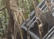 Seekor Kukang Masuk Rumah Warga di Agam