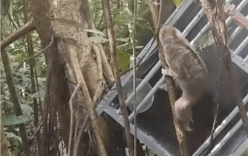 Proses pelepasliaran seekor kukang (Nycticebus sp.) di Cagar Alam Rimbo Panti, Kabupaten Pasaman, Sumatra Barat, Rabu (26/6/2024). | Sumber: BKSDA Sumatra Barat/Instagram