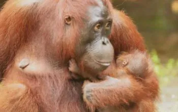 Labbety dan sang anak dalam gendongannya. | Sumber: BKSDA Kalimantan Tengah/Instagram