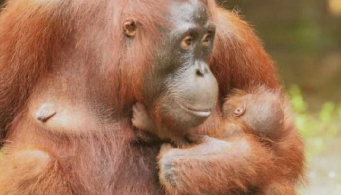 Labetty Lahirkan Bayi Orangutan di SM Lamandau
