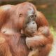 Labetty Lahirkan Bayi Orangutan di SM Lamandau