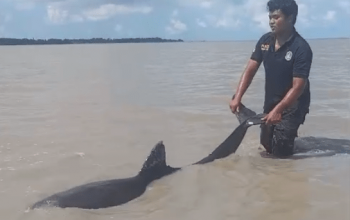 Satu dari tiga lumba-lumba yang terdampar di pesisir Desa Rias, Kecamatan Toboali, Kabupaten Bangka Selatan pada Jumat (14/6/2024) dan diselamatkan oleh pihak Pemadam Kebakaran Bangka Selatan. | Foto: Dok. tim penyelamat lumba-lumba