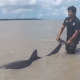 Satu dari tiga lumba-lumba yang terdampar di pesisir Desa Rias, Kecamatan Toboali, Kabupaten Bangka Selatan pada Jumat (14/6/2024) dan diselamatkan oleh pihak Pemadam Kebakaran Bangka Selatan. | Foto: Dok. tim penyelamat lumba-lumba