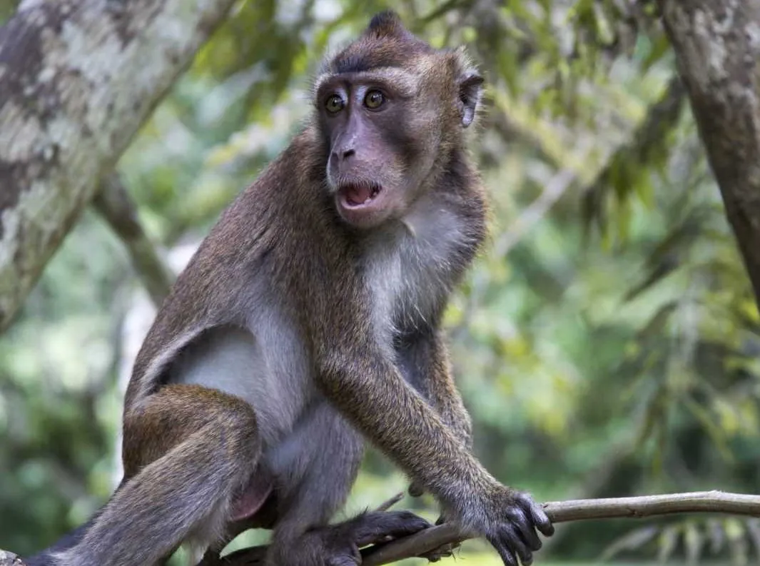 Ilustrasi seekor monyet ekor panjang (Macaca fascicularis). | Foto: Leopoldo de Castro/Wikimedia