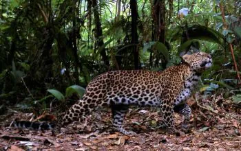 Ilustrasi seekor macan tutul jawa yang terekam di Taman Nasional Gunung Halimun Salak, Jawa Barat. | Sumber: Conservation International/TNGHS