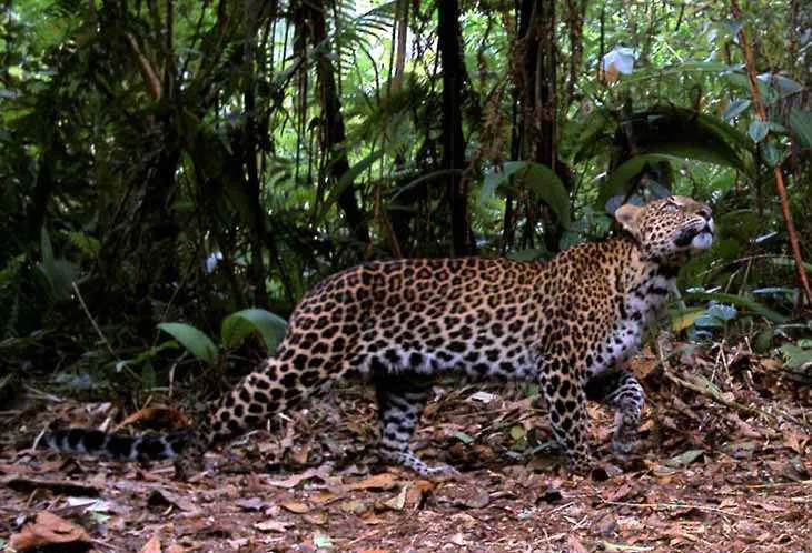 Ilustrasi seekor macan tutul jawa yang terekam di Taman Nasional Gunung Halimun Salak, Jawa Barat. | Sumber: Conservation International/TNGHS