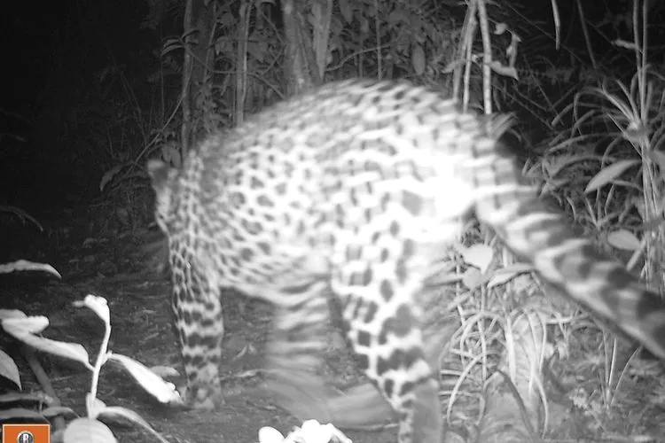 Satu individu macan tutul jawa terdokumentasi melalui kamera jebak di dalam kawasan Taman Nasional Gunung Gede Pangrango. | Foto: Dok. Balai Besar TNGGP