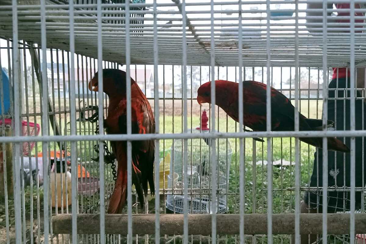 Nuri maluku dijual bebas di bahu Jalan Trans-Sulawesi di Morowali, Sulawesi Tengah. Penjual memperoleh parrot ilegal yang diselundupkan melalui kapal semen yang berlabuh di pelabuhan bongkar muat Morowali. | Foto: Riza Salman/ Mongabay Indonesia