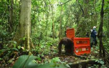 Satu individu orangutan kalimantan keluar dari kandang dalam proses lepas liar. | Sumber: Dok. KLHK