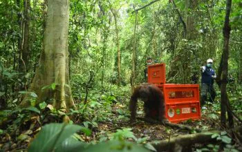 Satu individu orangutan kalimantan keluar dari kandang dalam proses lepas liar. | Sumber: Dok. KLHK