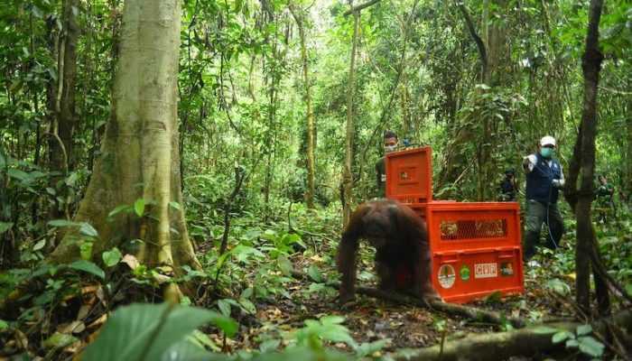 Empat Orangutan Dilepasliarkan usai Lulus Sekolah