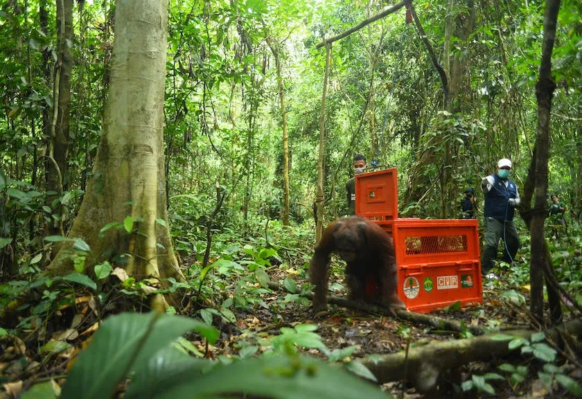 Satu individu orangutan kalimantan keluar dari kandang dalam proses lepas liar. | Sumber: Dok. KLHK