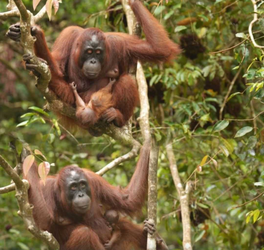 Orangutan kalimantan yang melahirkan bayinya di SM Lamandau II. | Sumber: BKSDA Kalimantan Tengah/Instagram
