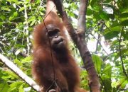 Orangutan Terseret Banjir di Aceh, Tubuhnya Luka-Luka