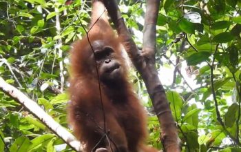 Ilustrasi orangtan sumatera (Pongo abelii). | Foto: PPID KLHK
