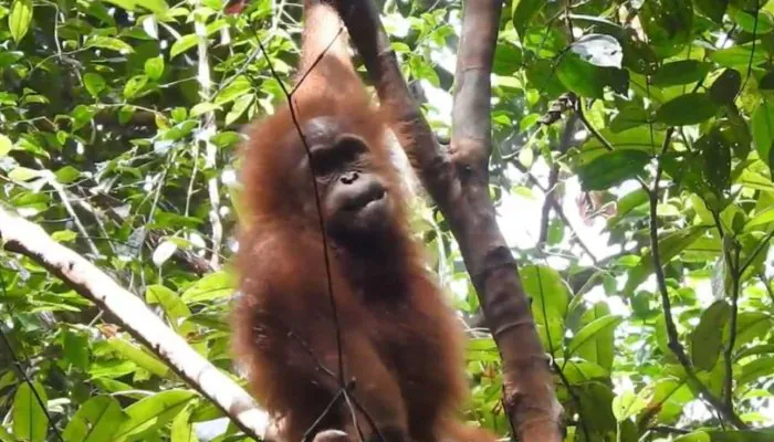 Orangutan Terseret Banjir di Aceh, Tubuhnya Luka-Luka