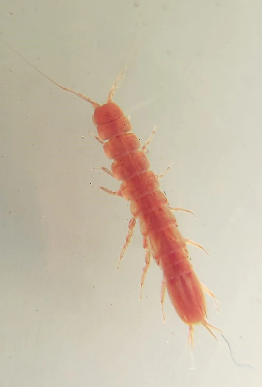 Udang purba jawa adalah salah satu satwa gua karst yang berasal dari laut dan kemudian beradaptasi. | Foto: Bolet dan Rakhanda/Garda Animalia